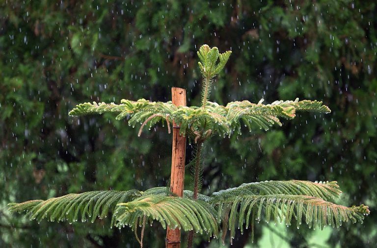 Airlines warn of Delhi flight disruption as rain continues Saturday