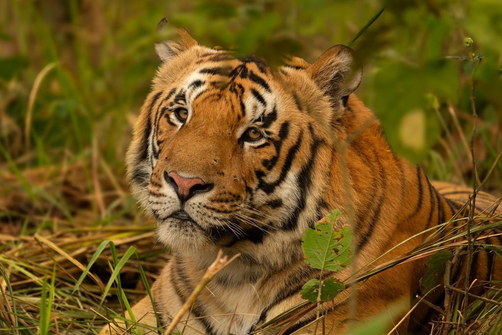 Tigress T138 released in Buxa, West Bengal