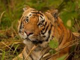 Tigress T138 released in Buxa, West Bengal