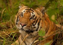 Tigress T138 released in Buxa, West Bengal