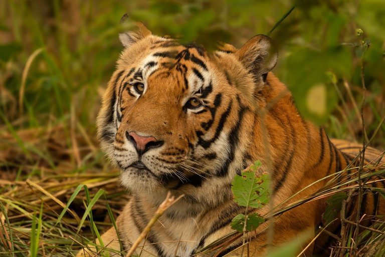 Tigress T138 released in Buxa, West Bengal